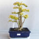 Izbová bonsai - Ligustrum Aurea - Vtáčí zob - 1/6