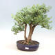 Izbová bonsai -Phyllanthus Niruri- fylant - 1/2
