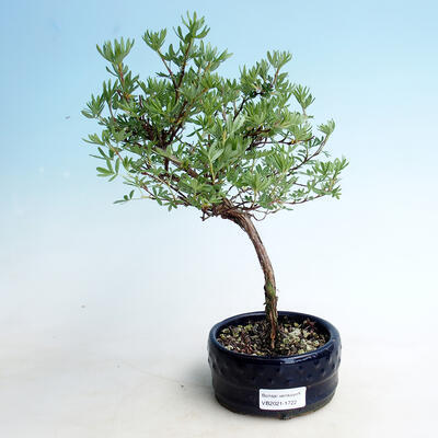 Vonkajšia bonsai-Nátržník krovitá - Potentilla fruticosa Goldfinger - 1
