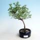 Vonkajšia bonsai-Nátržník krovitá - Potentilla fruticosa Goldfinger - 1/2