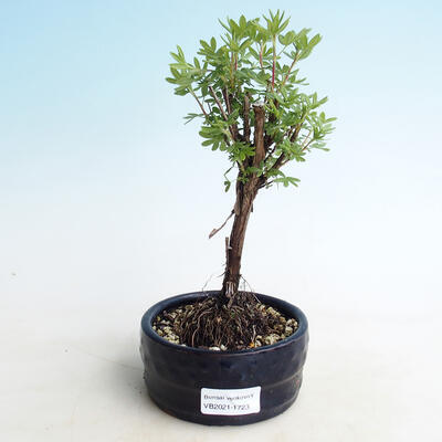 Vonkajšia bonsai-Nátržník krovitá - Potentilla fruticosa Goldfinger - 1