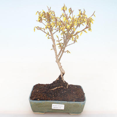 Vonkajšie bonsai - Zlatice - Forsythia intermedia Week End - 1