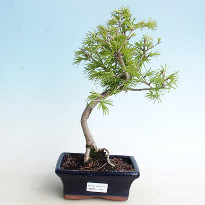 Vonkajší bonsai -Pseudolarix amabis-Pamodřín - 1