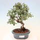 Vonkajší bonsai - Cotoneaster Franchetii - Skalník Franchetov - 1/4