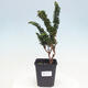 Vonkajšie bonsai - Cham. obtusa SEKKA HINOKI - Cyprus - 1/2