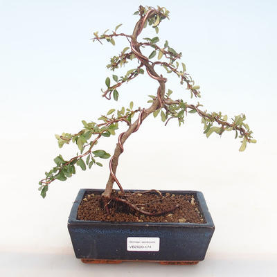 Vonkajšia bonsai-Pyracanta Teton -Hlohyně VB2020-174 - 1