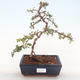 Vonkajšia bonsai-Pyracanta Teton -Hlohyně VB2020-174 - 1/2