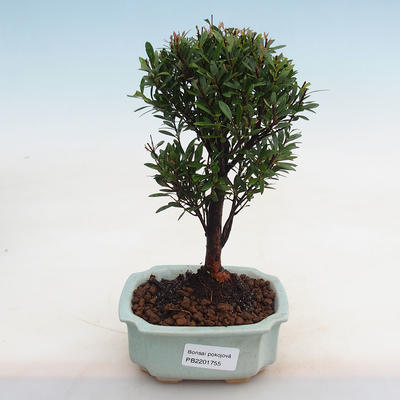 Izbová Syzygium bonsai -Pimentovník - 1