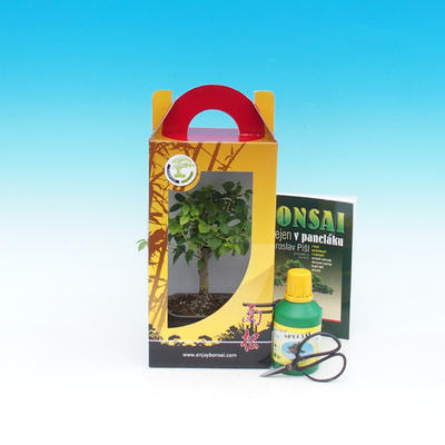 Izbová bonsai v darčekovej krabičke, Ligustrum chinensiss - Stále zelený vtáčí zob - 1