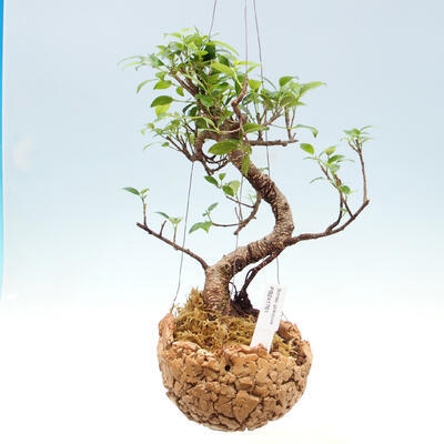 Kokedama v keramike - malolistý ficus - Ficus kimmen - 1