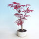 Vonkajšie bonsai - Javor palmatum DESHOJO - Javor dlaňolistý - 1/3