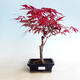 Vonkajšie bonsai - Acer palm. Atropurpureum-Javor dlaňolistý červený - 1/3