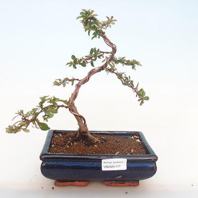 Vonkajšia bonsai-Pyracanta Teton -Hlohyně VB2020-177 - 1