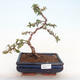 Vonkajšia bonsai-Pyracanta Teton -Hlohyně VB2020-177 - 1/2