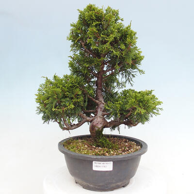 Vonkajší bonsai - Juniperus chinensis Itoigawa -Jalovec čínsky - 1