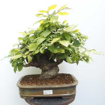 Vonkajšie bonsai - Hrab obyčajný - Carpinus betulus - 1
