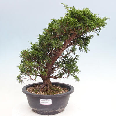 Vonkajší bonsai - Juniperus chinensis Itoigawa -Jalovec čínsky - 1