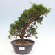 Vonkajší bonsai - Juniperus chinensis Itoigawa -Jalovec čínsky - 1/4