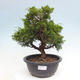 Vonkajší bonsai - Juniperus chinensis Itoigawa -Jalovec čínsky - 1/4