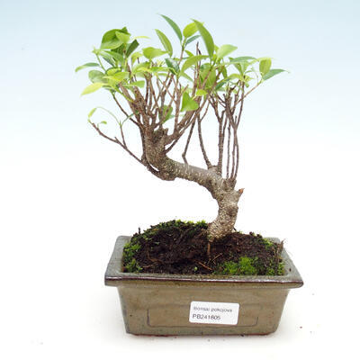 Izbová bonsai - Ficus retusa - malolistá fikus