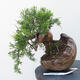 Vonkajšie bonsai - Juniperus chinensis Itoigawa -Jalovec čínsky - 1/4