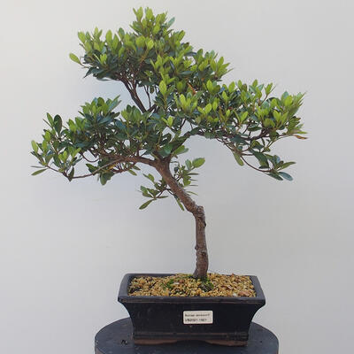 Vonkajšie bonsai - Rhododendron sp. - Azalka ružová - 1