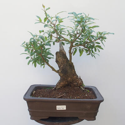 Vonkajšie bonsai - vtáčí zob Ligustrum - 1