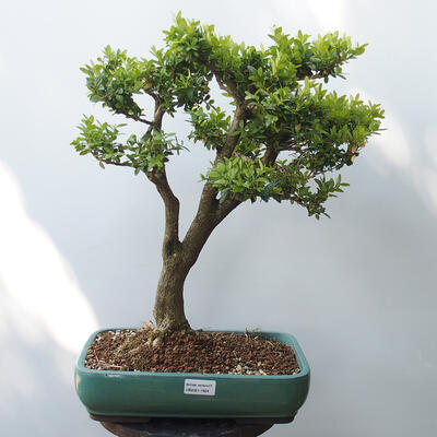 Vonkajšie bonsai - Buxus - 1