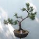 Vonkajšie bonsai - Pinus sylvestris Watereri - Borovica lesná - 1/5