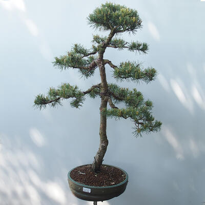 Vonkajšie bonsai - Pinus sylvestris Watereri - Borovica lesná - 1