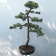 Vonkajšie bonsai - Pinus sylvestris Watereri - Borovica lesná - 1/4