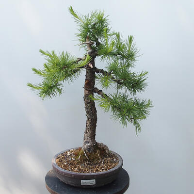 Vonkajšie bonsai - Larix decidua - Smrekovec opadavý - 1