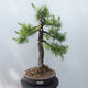 Vonkajšie bonsai - Larix decidua - Smrekovec opadavý - 1/5