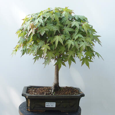 Vonkajšie bonsai - Acer palmatum-Javor dlaňolistý