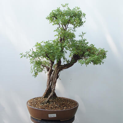 Vonkajšie bonsai - Nátržník krovitá - potentila fruticosa žltá - 1