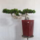 Servis bonsai - Ficus nitida - malolistá fikus - 1/5