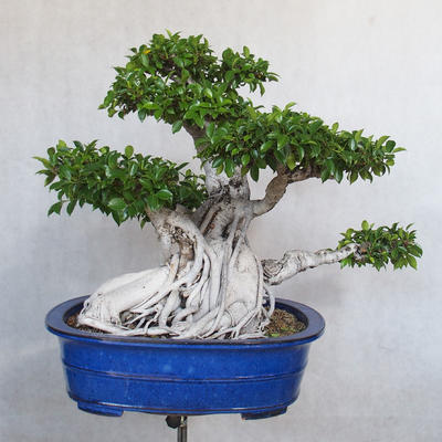 Servis bonsai - Ficus kimmen - malolistá fikus - 1