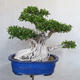 Servis bonsai - Ficus kimmen - malolistá fikus - 1/5