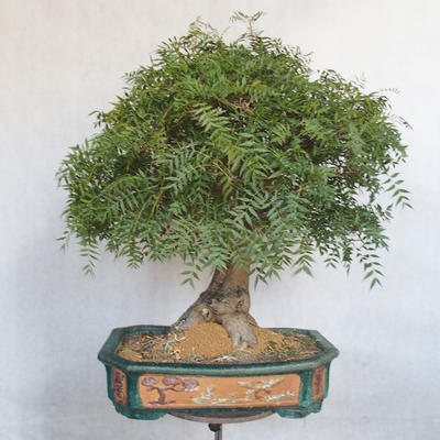 Izbová bonsai- Pistácie - 1