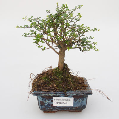 Izbová -Ligustrum retusa bonsai - malolistá Vtáčie kohút - 1