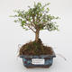 Izbová -Ligustrum retusa bonsai - malolistá Vtáčie kohút - 1/3