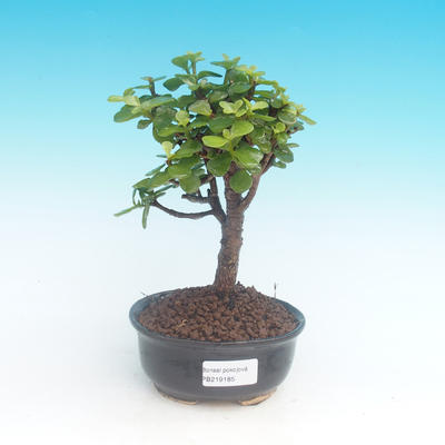 Izbová bonsai - Portulakaria Afra - Tlustice - 1