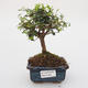 Izbová -Ligustrum retusa bonsai - malolistá Vtáčie kohút - 1/4