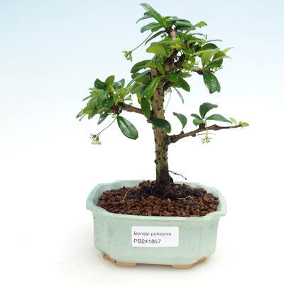 Izbová bonsai - Carmona macrophylla - Čaj fuki - 1