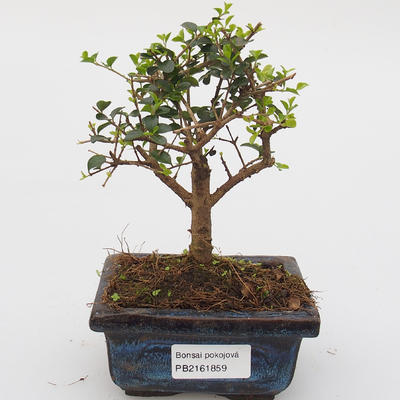Izbová -Ligustrum retusa bonsai - malolistá Vtáčie kohút - 1