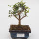 Izbová -Ligustrum retusa bonsai - malolistá Vtáčie kohút - 1/4