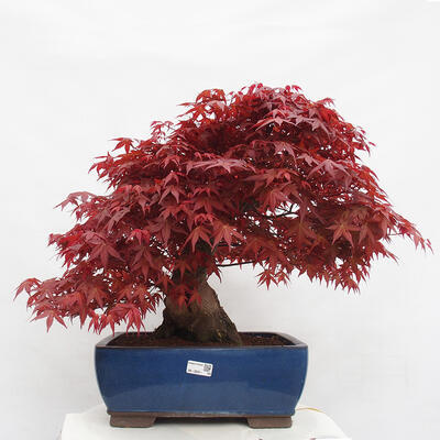 Vonkajší bonsai - Javor palmatum DESHOJO - Javor dlanitolistý - 1