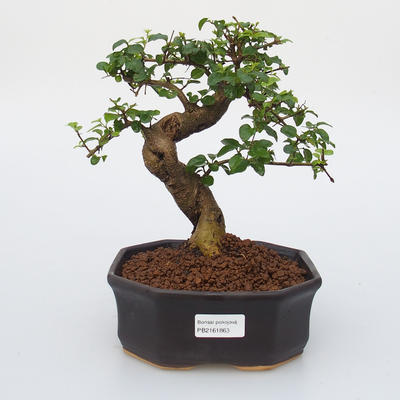 Izbová bonsai -Ligustrum chinensis - Vtáčí zob - 1