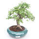 Pokojová bonsai - Ulmus parvifolia - Malolistý jilm PB2191865 - 1/3