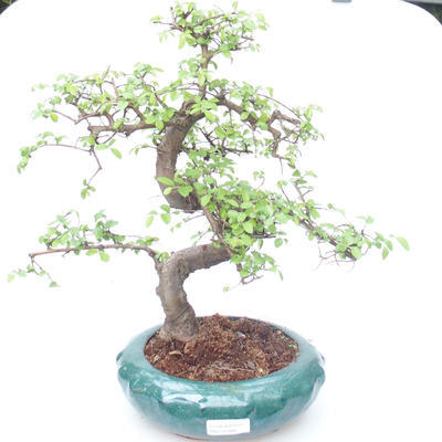 Pokojová bonsai - Ulmus parvifolia - Malolistý jilm PB2191866 - 1